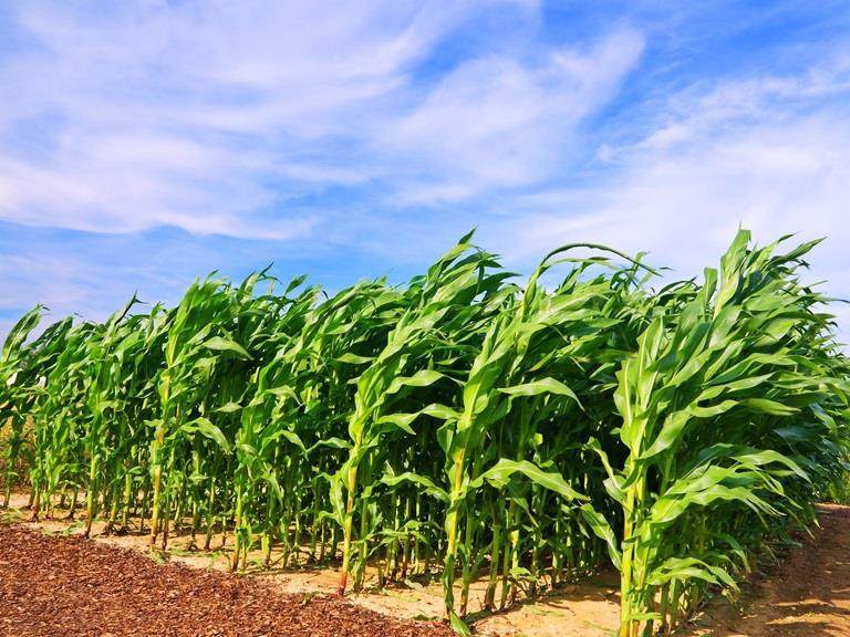 ME shutterstock 18024643