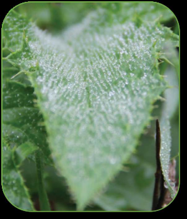 禾大作物线上研讨会