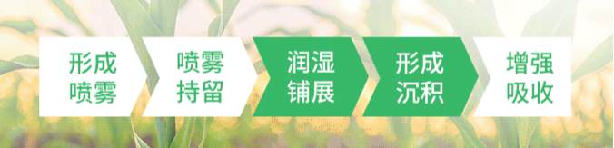 小分子的增效剂