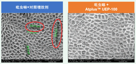 小分子的增效剂