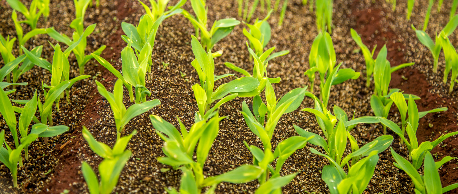 小分子的增效剂