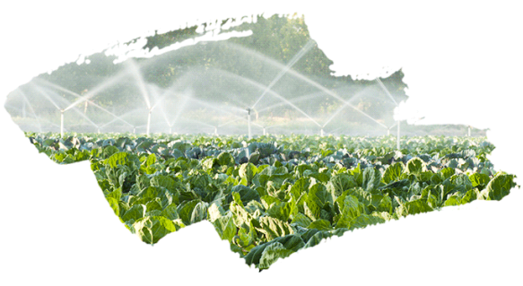 小分子的增效剂