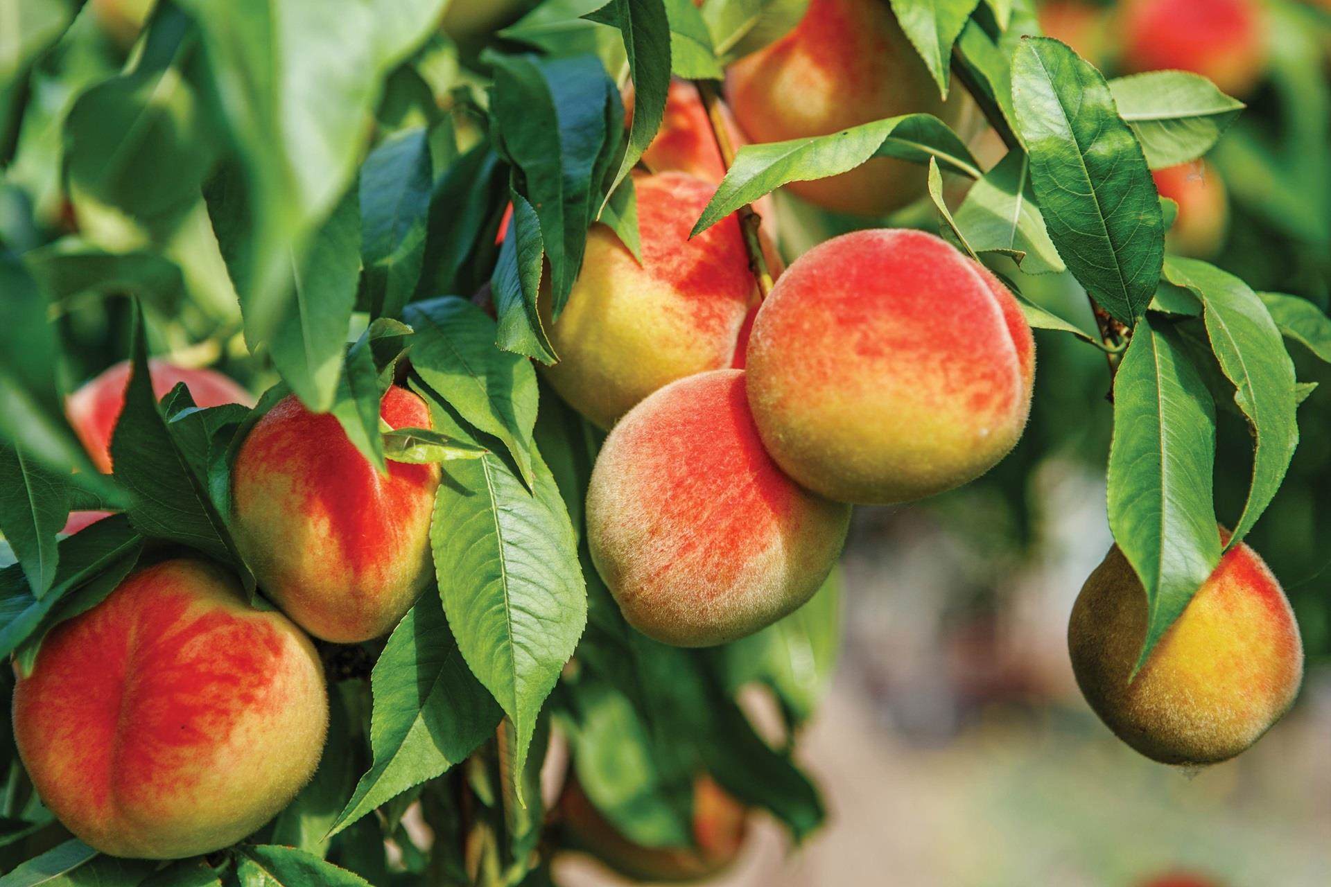 peaches