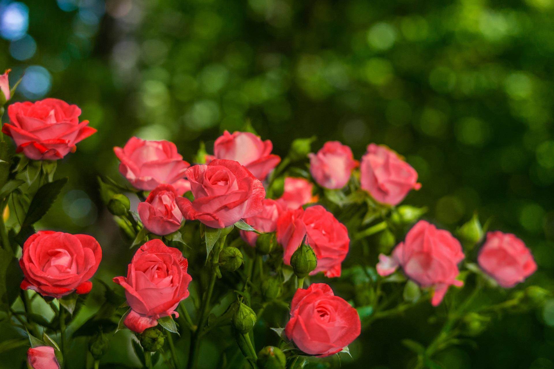 rose bush