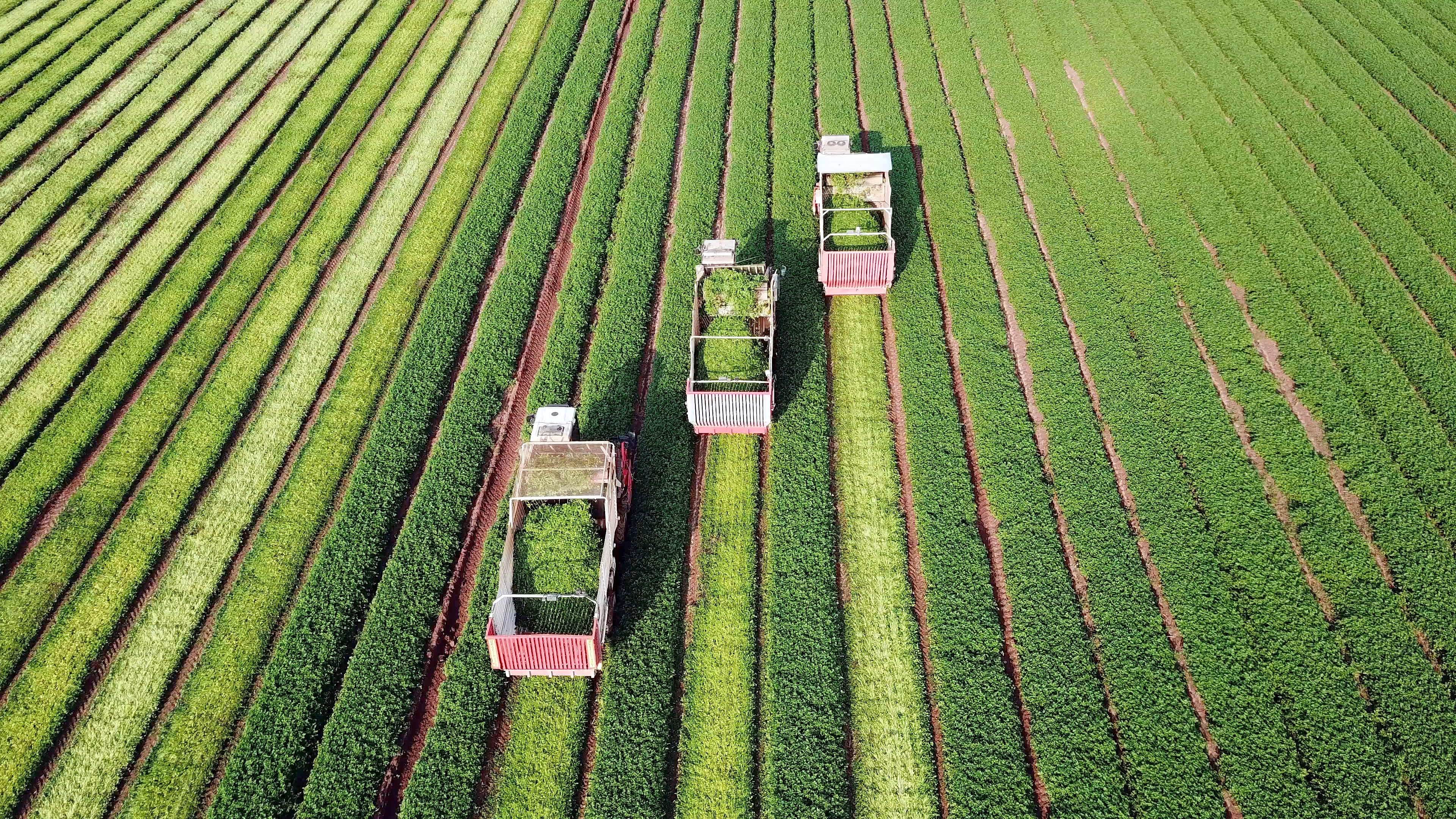 Agriculture machinery harvesting crop in a green agricultural field