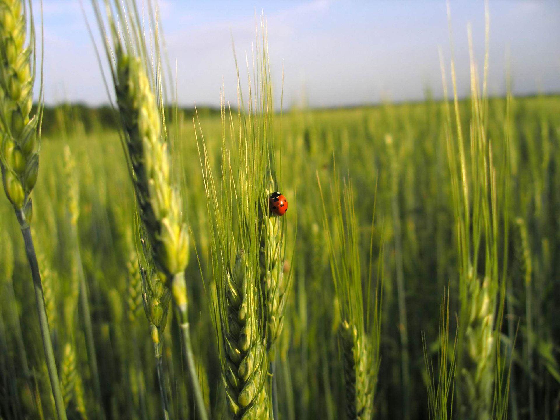 ladybird sat on wheat