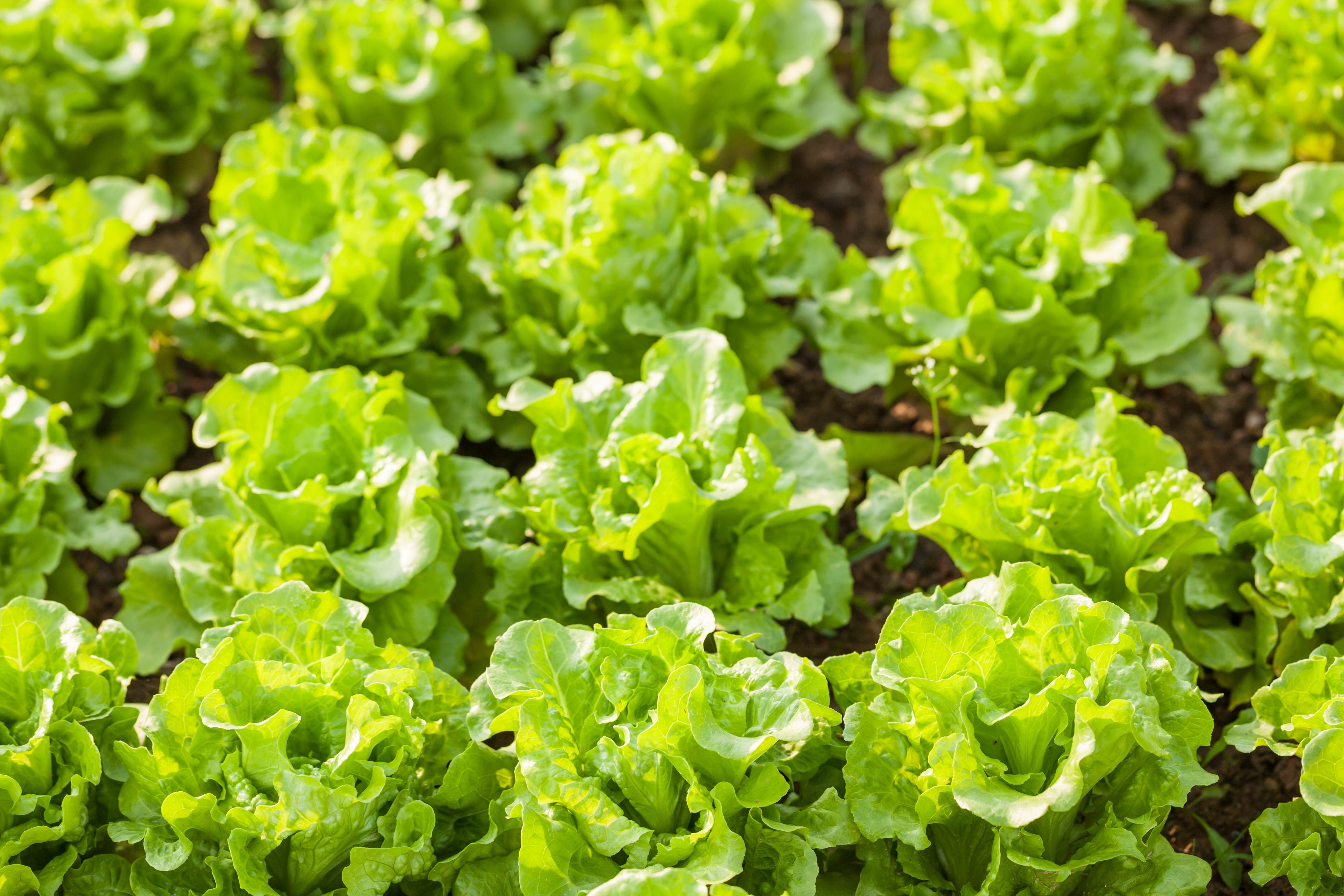 Lettuce in field