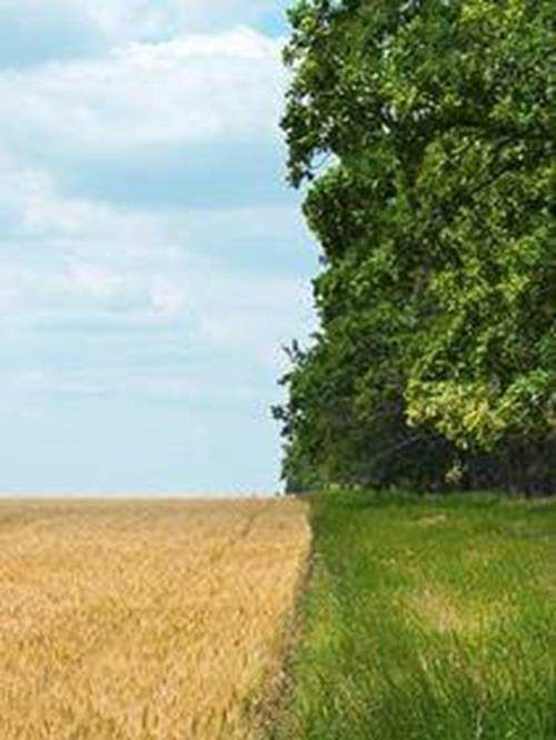 Whitepaper RegenAg Main