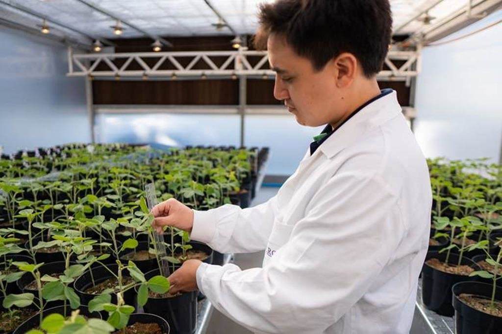 RNAi for agriculture